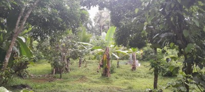 Plantation Estate for Sale in Kahatagahawatta