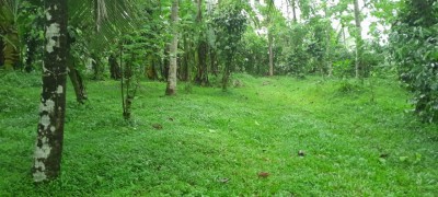 Plantation Estate for Sale in Kahatagahawatta-6