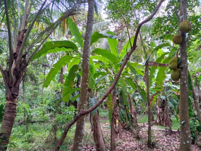 Land for Sale in Gampaha-7