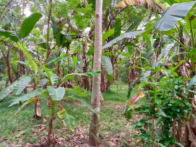 Land for Sale in Gampaha-5