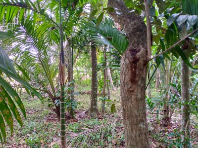 Land for Sale in Gampaha-4