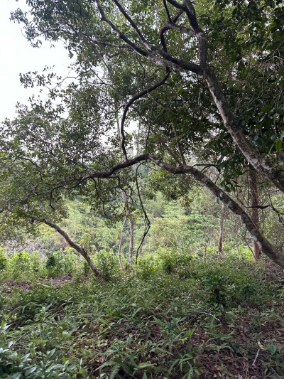 Land for Sale – Ahangama (3km to Beach)-4