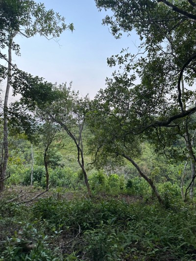 Land for Sale – Ahangama (3km to Beach)-3