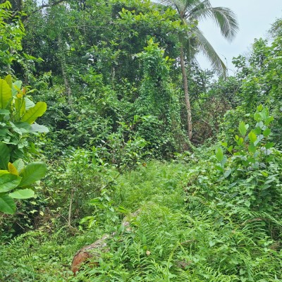 Massive Island type commercial land for urgent sale in Katunayake-2