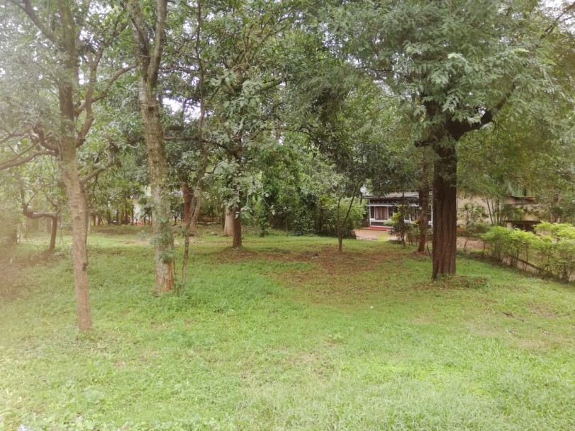 Massive land for sale in Naula-1