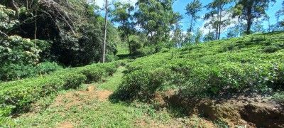 Massive Commercial Land for Sale in Ella-5