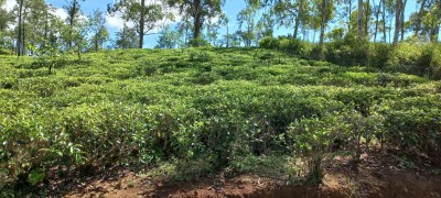 Massive Commercial Land for Sale in Ella-4