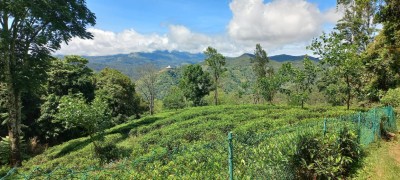 Massive Commercial Land for Sale in Ella-3