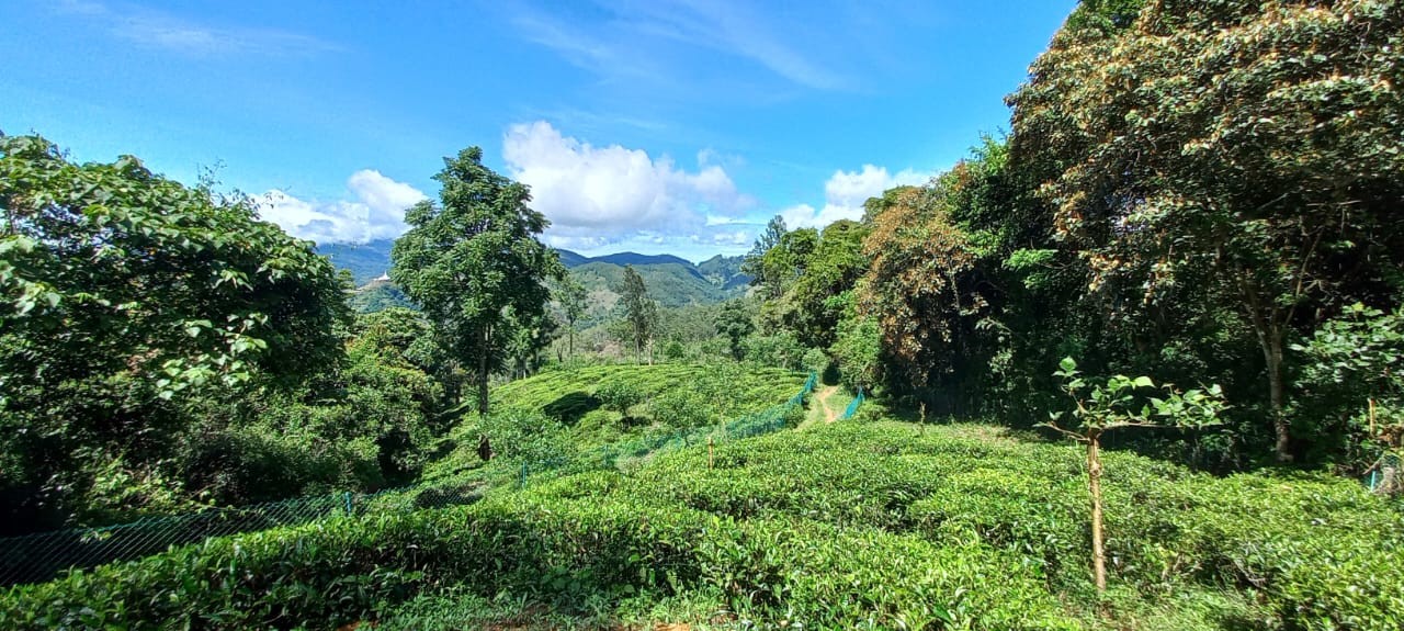 Massive Commercial Land for Sale in Ella-1