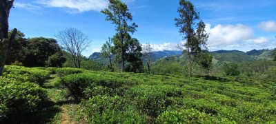 Massive Commercial Land for Sale in Ella-2