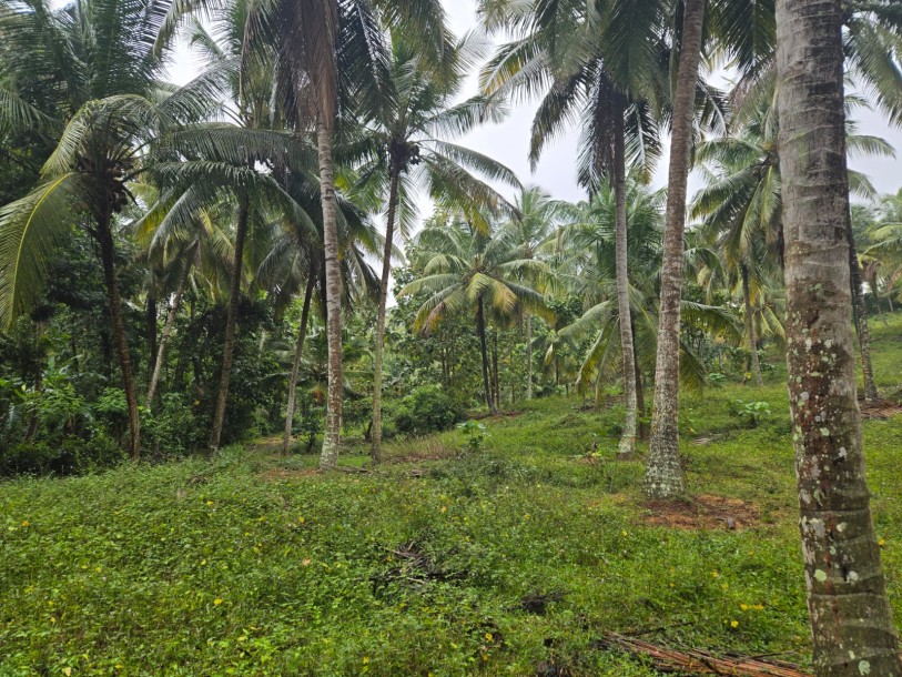 Coconut Estate for Sale in Kurunegala-7