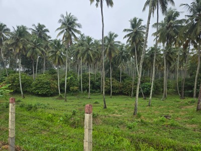Coconut Estate for Sale in Kurunegala-6