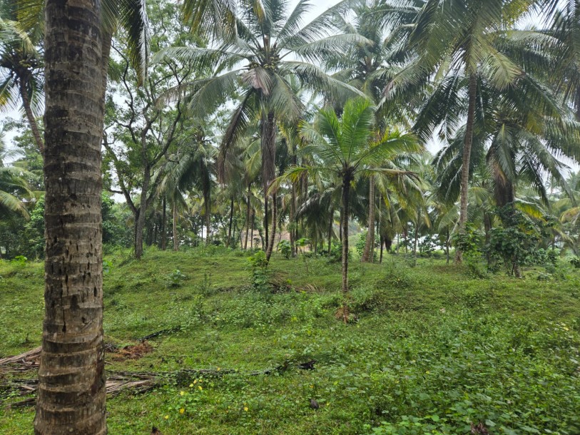 Coconut Estate for Sale in Kurunegala-5