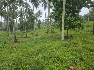 Coconut Estate for Sale in Kurunegala