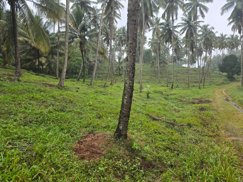 Coconut Estate for Sale in Kurunegala-4