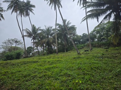 Coconut Estate for Sale in Kurunegala-2