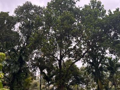 6.8 Acre Land for Sale in Hanwella | LKR 85 Million(LA4730)-3