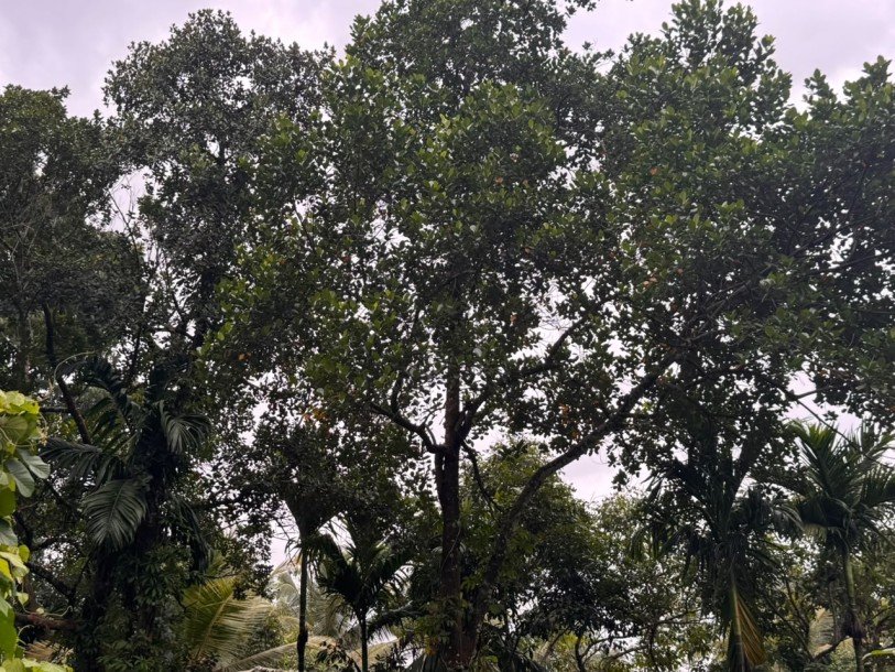 6.8 Acre Land for Sale in Hanwella | LKR 85 Million(LA4730)-3