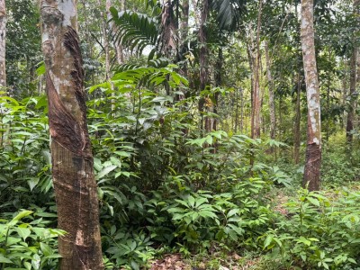 6.8 Acre Land for Sale in Hanwella | LKR 85 Million(LA4730)