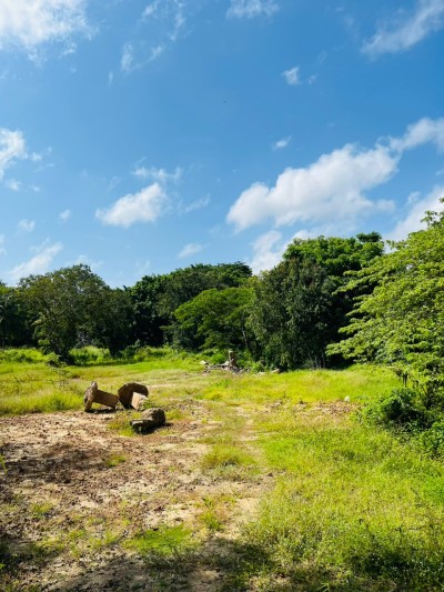 5 Acre Land for Sale in Wennappuwa | LKR 200 Mn (LA4747)