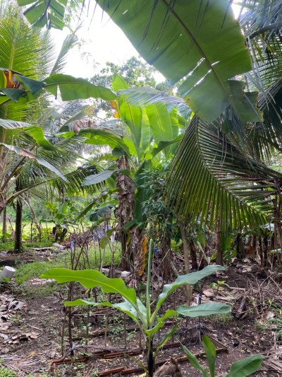 Riverfront Land for Sale in Kahapola, Piliyandala | LKR 98.8 Mn (LA4781)-4