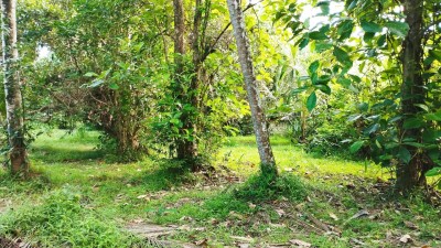 Coconut Plantation for Sale in Katana, Gampaha | LKR 55 Mn(LA4792)-6