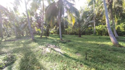 Coconut Plantation for Sale in Katana, Gampaha | LKR 55 Mn(LA4792)-5