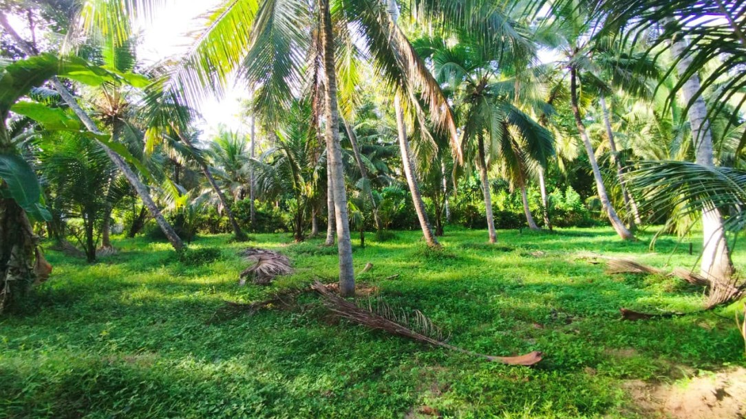 Coconut Plantation for Sale in Katana, Gampaha | LKR 55 Mn(LA4792)-3