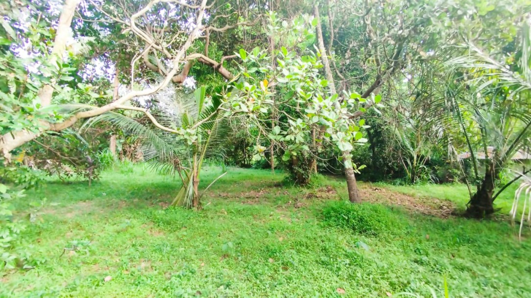 Coconut Plantation for Sale in Katana, Gampaha | LKR 55 Mn(LA4792)-4