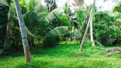 Coconut Plantation for Sale in Katana, Gampaha | LKR 55 Mn(LA4792)-2