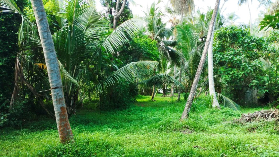 Coconut Plantation for Sale in Katana, Gampaha | LKR 55 Mn(LA4792)-2