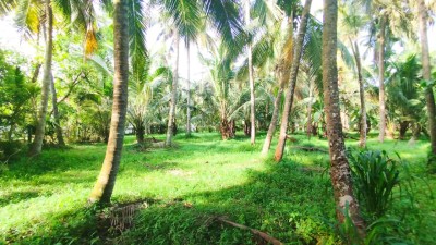 Coconut Plantation for Sale in Katana, Gampaha | LKR 55 Mn(LA4792)