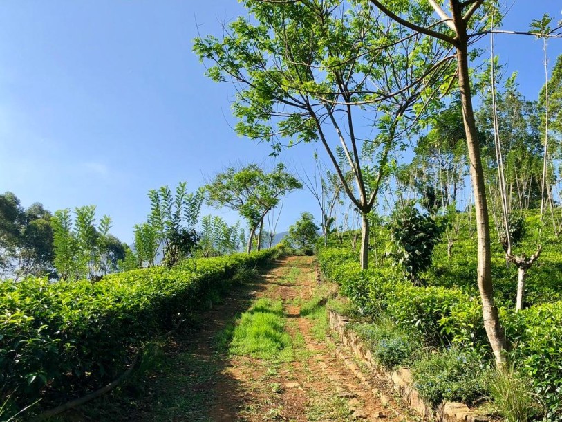 6.5 Acres Land for Sale in Ramboda, Nuwara Eliya | LKR 55 Million  (LA5015)-1