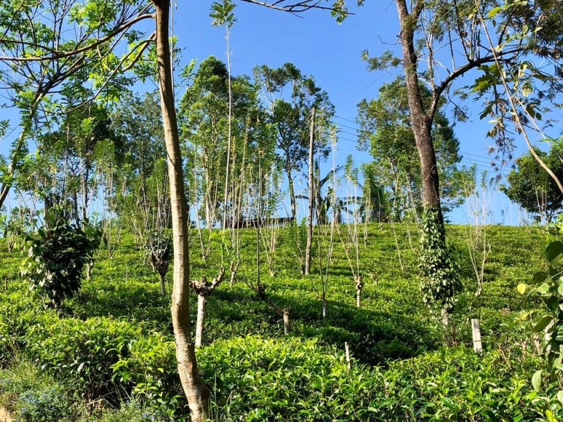 6.5 Acres Land for Sale in Ramboda, Nuwara Eliya | LKR 55 Million  (LA5015)-2